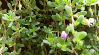 Benefits of Bacopa monnieri Brahmiminigardengardening [upl. by Eltsyek574]