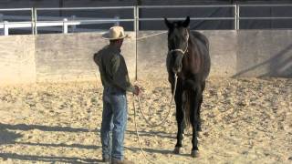 Groundwork basics with a 3 year old warmblood stallion [upl. by Ettennahs]