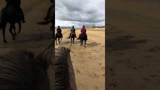 Windy day at the beach 🇮🇸 shorts horseriding icelandichorse horse iceland asmr [upl. by Ursel]