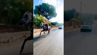 horse and car race  horse riding shorts horse youtubeshorts horseriding youtube [upl. by Atterehs]