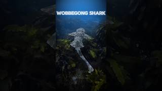 Wobbegong Shark science facts shark animals [upl. by Chick543]