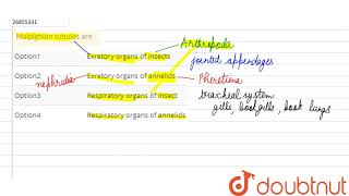 Malpighian tubules are [upl. by Stefanac]