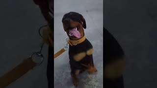 Rottweiler Puppy Training Session youtube youtuber youtubeshorts instagram [upl. by Abbotsen369]