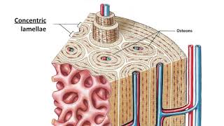 Lecture 42 Bone tissue [upl. by Solis]