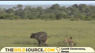 Cape Buffalo Mom Denies Spotted Hyena Hunt of Her Calf Right After Giving Birth  Kenya Safari [upl. by Phelia]