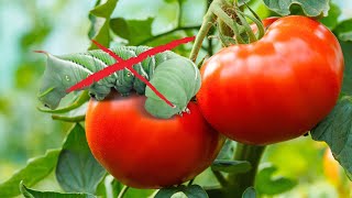 How to Stop the Tomato Hornworm [upl. by Clinton946]