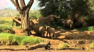 Elephants of Samburu prog2 [upl. by Ahsot]