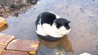 A sick and abandoned cat relieves pain in cold water just wants to die quietly [upl. by Ardelia956]