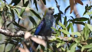 Paleheaded Rosella Hervey Bay Qld [upl. by Edmon]