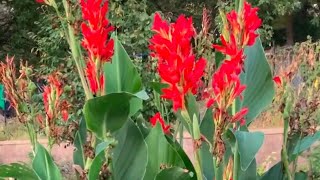 How to Overwinter Cannas in cooler climates and a cool corn stalk hack [upl. by Aiceila964]