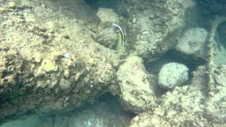 Noosa River Snorkeling in 4K [upl. by Lunseth609]