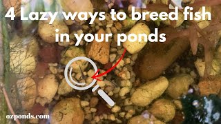 4 lazy ways to breed fish in your pond [upl. by Ahmed]