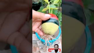 gardening fruit garden plantsviralvideo [upl. by Crim]