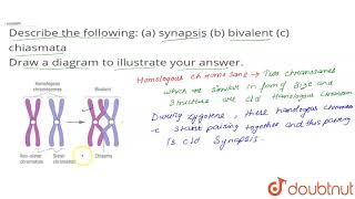 Describe the following a synapsis b bivalent c chiasmata [upl. by Ayoral664]