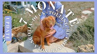 GrootUpdate NovaScotiaDuckTollingRetriever  Pubertät 7 Monate Training DuckToller [upl. by Eggett255]