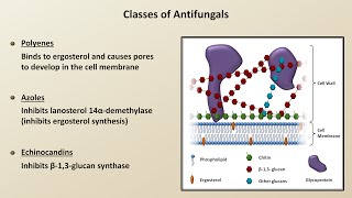 Antifungals Fungal Infections  Lesson 4 [upl. by Rochella]