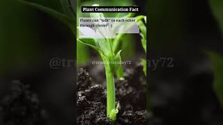 Plant Communication Fact shortsfeed truefactstodaynature plants shorts hnature3579 [upl. by Eloise274]