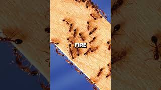 Top 5 Dangerous Ant in the world Top5 Dangerous Ant world [upl. by Cerell]