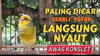 PANCINGAN KENARI GACOR PANJANG Ini Cocok Untuk Masteran Kenari PAUD amp PANCINGAN Kenari MACET BUnyi [upl. by Aneris]