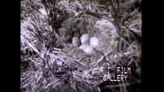 Nanook of the North early documentary explores life of Eskimos 1922 [upl. by Anawd532]