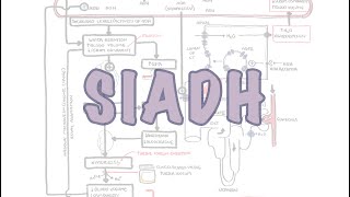 SIADH Syndrome of Inappropriate ADH secretion  mechanism pathophysiology treatment [upl. by Laurie]