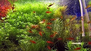 40 ember tetra Hyphessobrycon amandae in densely planted aquascape [upl. by Sinnard]