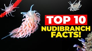 Top 10 Nudibranch Facts [upl. by Sommers659]