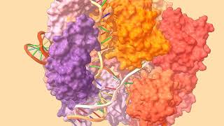 Molecular Dynamics of the CRISPRCas9RNADNA complex [upl. by Mcmillan]