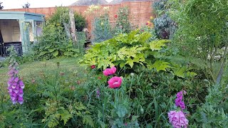 Highlights of Our Back Garden with the Birdsong and the Bees on 26th June 2023 0016 [upl. by Lorilyn]