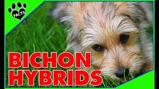 Top 10 Bichon Frise Mix Breeds Most Popular Designer Dogs 101 [upl. by Allimac520]