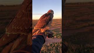 peregrine falcon flight [upl. by Audres]