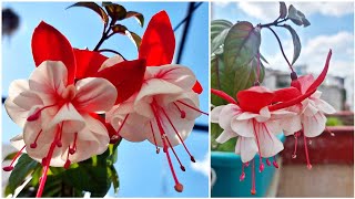 How to Grow and Care Fuchsia Plant  Flowering Plant for Cold Areas  Fun Gardening [upl. by Ninnetta]