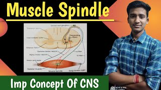 Muscle Spindle  Golgi tendon organ Muscle stretch reflex CNS Physiology  Ashish Agrawal [upl. by Aloysius]