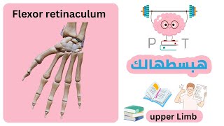 flexor retinaculum upperlimbهبسطهالك [upl. by Ecallaw]