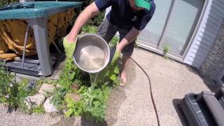 Boiling Water To Kill Weeds [upl. by Tarton561]