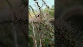 Spider resting on thatch（Agelena） [upl. by Cece]