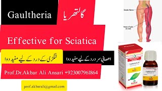 Sciatica  Joints Swelling pain Nerves Headacheلنگڑی کادرد کی دوا Homeopathic Medicine Gaultheria Q [upl. by Hays]