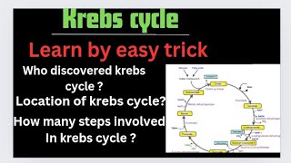 krebs cycle easy trick to learn TCA cycle🔥 very easy notes in simple language biochemistry [upl. by Ruskin]