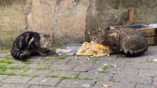 Hungry Poor Cats Living on the Street I gave them food 😢 [upl. by Ynnaf752]