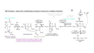 Ketogenesis Diabetes and Starvation [upl. by Parhe]