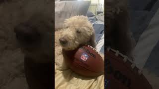 Mr Darcy trying to be trendy part 7 viralvideo youtube shorts lol fyp dog cute puppy aww [upl. by Genny]