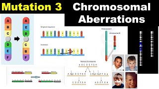 Chromosomal Aberrations  Duplication  Deletion  Inversion  Translocation  Dr Ghanshyam Jangid [upl. by Jen757]