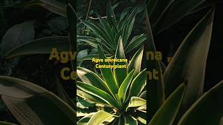 Agave amreicana Century plant plants naturelovers priya singh gardinng [upl. by Barna892]