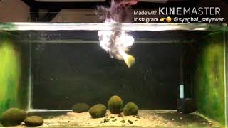 Papuan Black Bass Tank  Black Bass Papua Tank Update 8 [upl. by Alain]