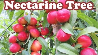 Growing Dwarf Nectarine Fruit Trees  How to Stake a Tree  Plants Staking Support  GardenersLand [upl. by Emoryt977]