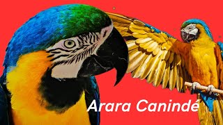 TOP 3 Curiosidades SURPREENDENTES sobre a ARARÁ CANINDE 🐦🐦😍❤️😳 araras vocesabia curiosidades [upl. by Toms]