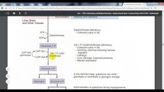 Galactose Pathway  Galactosemia Lactose intolerance [upl. by Zeret]