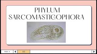 VET PARA 1  Phylum Sarcomastigophora  Chapter 11 Student Output [upl. by Pich]