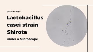 Lactobacillus casei strain Shirota LcS under a Mircroscope [upl. by Sinnelg]