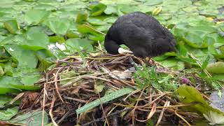 The new Coot nest in the Italian Garden [upl. by Anh]